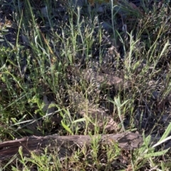 Aira elegantissima (Delicate Hairgrass) at Bruce, ACT - 9 Oct 2023 by lyndallh