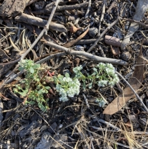 Poranthera microphylla at Bruce, ACT - 9 Oct 2023 05:19 PM