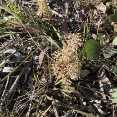 Lomandra multiflora (Many-flowered Matrush) at Bruce, ACT - 9 Oct 2023 by lyndallh