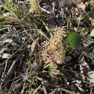 Lomandra multiflora at Bruce, ACT - 9 Oct 2023