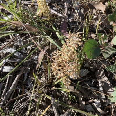 Lomandra multiflora (Many-flowered Matrush) at Gossan Hill - 9 Oct 2023 by lyndallh