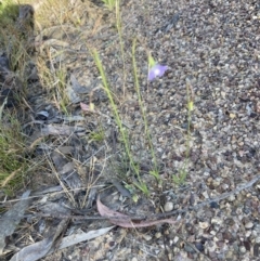 Wahlenbergia sp. (Bluebell) at Gossan Hill - 9 Oct 2023 by lyndallh