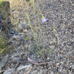 Wahlenbergia sp. at Bruce, ACT - 9 Oct 2023