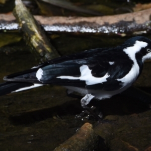 Grallina cyanoleuca at Ormiston, QLD - 9 Oct 2023 03:25 PM