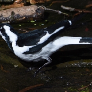 Grallina cyanoleuca at Ormiston, QLD - 9 Oct 2023