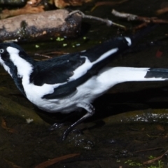 Grallina cyanoleuca at Ormiston, QLD - 9 Oct 2023