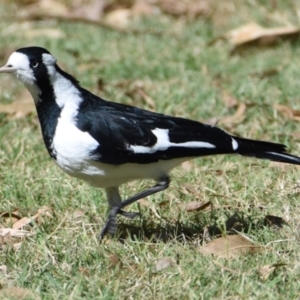 Grallina cyanoleuca at Ormiston, QLD - 9 Oct 2023 03:25 PM