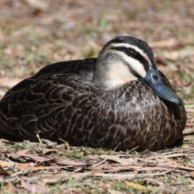 Anas superciliosa (Pacific Black Duck) at Ormiston, QLD - 9 Oct 2023 by PJH123