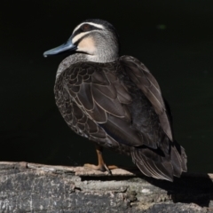 Anas superciliosa at Ormiston, QLD - 9 Oct 2023