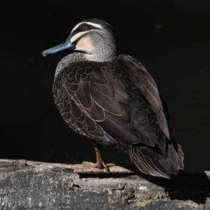 Anas superciliosa at Ormiston, QLD - 9 Oct 2023