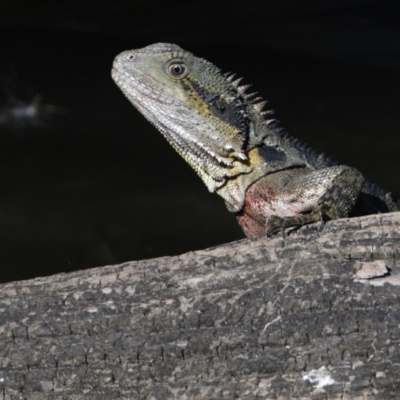 Intellagama lesueurii lesueurii (Eastern Water Dragon) at Ormiston, QLD - 9 Oct 2023 by PJH123