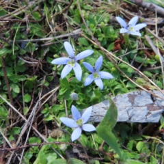 Isotoma fluviatilis subsp. australis (Swamp Isotome) at Tuggeranong, ACT - 8 Oct 2023 by MatthewFrawley