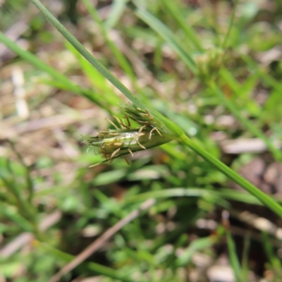 Carex inversa (Knob Sedge) at Tuggeranong, ACT - 8 Oct 2023 by MatthewFrawley