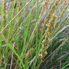 Carex appressa (Tall Sedge) at Mount Taylor - 7 Oct 2023 by MatthewFrawley