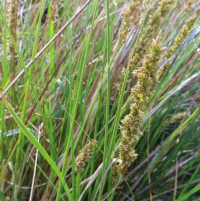 Carex appressa (Tall Sedge) at Tuggeranong, ACT - 8 Oct 2023 by MatthewFrawley