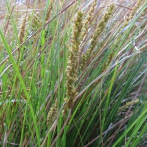 Carex appressa at Tuggeranong, ACT - 8 Oct 2023 10:32 AM