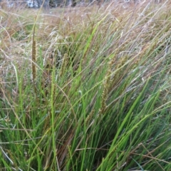 Carex appressa at Tuggeranong, ACT - 8 Oct 2023 10:32 AM