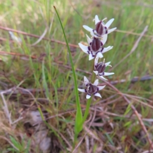 Wurmbea dioica subsp. dioica at Tuggeranong, ACT - 8 Oct 2023 10:56 AM