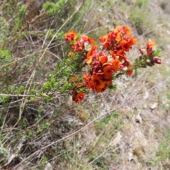 Dillwynia sericea (Egg And Bacon Peas) at Mount Taylor - 8 Oct 2023 by MatthewFrawley