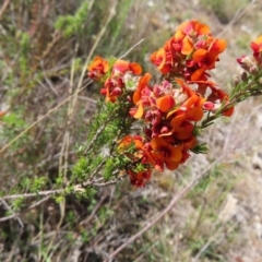 Dillwynia sericea at Tuggeranong, ACT - 8 Oct 2023