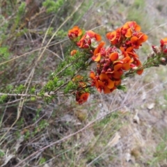 Dillwynia sericea at Tuggeranong, ACT - 8 Oct 2023 11:01 AM