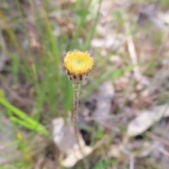 Leptorhynchos squamatus subsp. squamatus (Scaly Buttons) at Tuggeranong, ACT - 8 Oct 2023 by MatthewFrawley