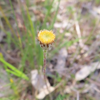Leptorhynchos squamatus subsp. squamatus (Scaly Buttons) at Tuggeranong, ACT - 8 Oct 2023 by MatthewFrawley