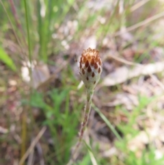 Leptorhynchos squamatus subsp. squamatus at Tuggeranong, ACT - 8 Oct 2023 11:12 AM