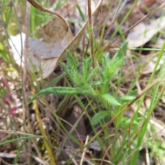 Leptorhynchos squamatus subsp. squamatus at Tuggeranong, ACT - 8 Oct 2023 11:12 AM