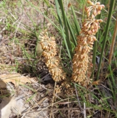 Lomandra multiflora (Many-flowered Matrush) at Mount Taylor - 8 Oct 2023 by MatthewFrawley