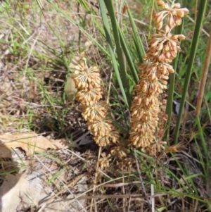 Lomandra multiflora at Tuggeranong, ACT - 8 Oct 2023 11:13 AM