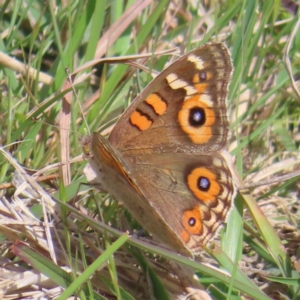 Junonia villida at Tuggeranong, ACT - 8 Oct 2023 11:14 AM