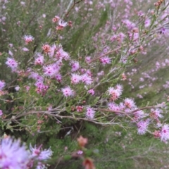 Kunzea parvifolia (Violet Kunzea) at Mount Taylor - 8 Oct 2023 by MatthewFrawley