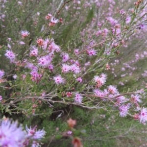 Kunzea parvifolia at Tuggeranong, ACT - 8 Oct 2023