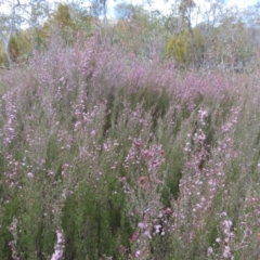 Kunzea parvifolia at Tuggeranong, ACT - 8 Oct 2023