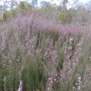 Kunzea parvifolia at Tuggeranong, ACT - 8 Oct 2023