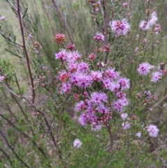 Kunzea parvifolia at Tuggeranong, ACT - 8 Oct 2023