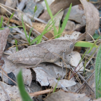 Goniaea australasiae (Gumleaf grasshopper) at Mount Taylor - 8 Oct 2023 by MatthewFrawley