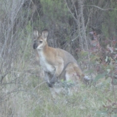 Notamacropus rufogriseus at Lyons, ACT - 9 Oct 2023