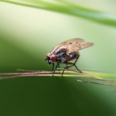 Anthomyia punctipennis at Wodonga, VIC - 8 Oct 2023 by KylieWaldon