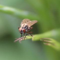 Anthomyia punctipennis at Wodonga - 9 Oct 2023