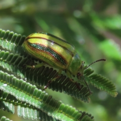 Calomela juncta (Leaf beetle) at Tuggeranong, ACT - 8 Oct 2023 by MatthewFrawley