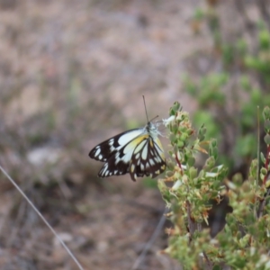 Belenois java at Tuggeranong, ACT - 8 Oct 2023 11:30 AM