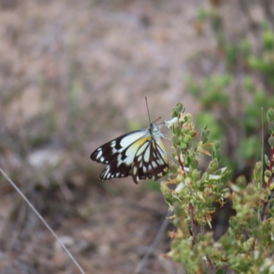 Belenois java (Caper White) at Mount Taylor - 8 Oct 2023 by MatthewFrawley