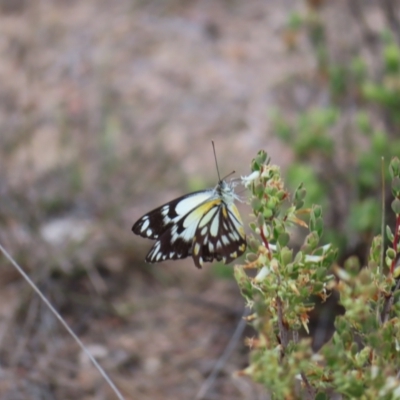 Belenois java (Caper White) at Tuggeranong, ACT - 8 Oct 2023 by MatthewFrawley