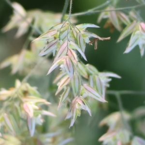 Holcus lanatus at Wodonga, VIC - 9 Oct 2023