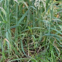 Holcus lanatus at Wodonga, VIC - 9 Oct 2023