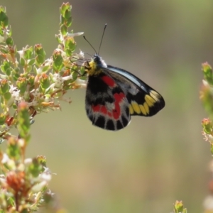 Delias harpalyce at Tuggeranong, ACT - 8 Oct 2023