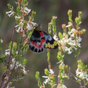 Delias harpalyce at Tuggeranong, ACT - 8 Oct 2023