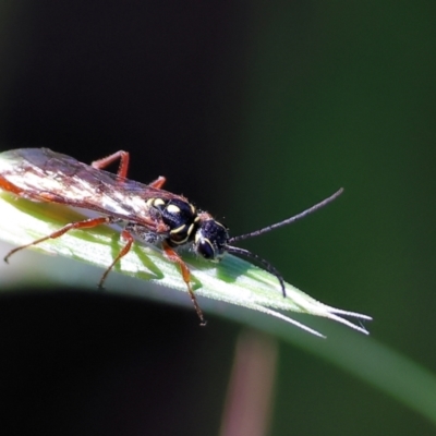 Unidentified Wasp (Hymenoptera, Apocrita) at Wodonga - 8 Oct 2023 by KylieWaldon